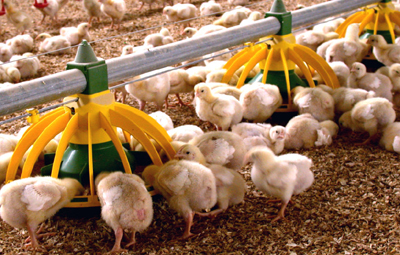 دراسة جدوى اقتصادية لمشروع دجاج تسمين طاقة 1000 كتكوت