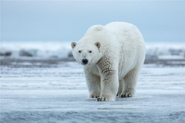 التزاوج والتكاثر لدى الدب القطبي