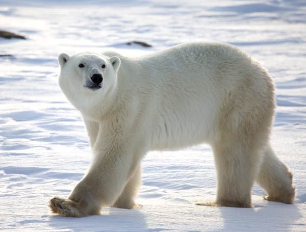 كم هي اعداد الدب القطبي